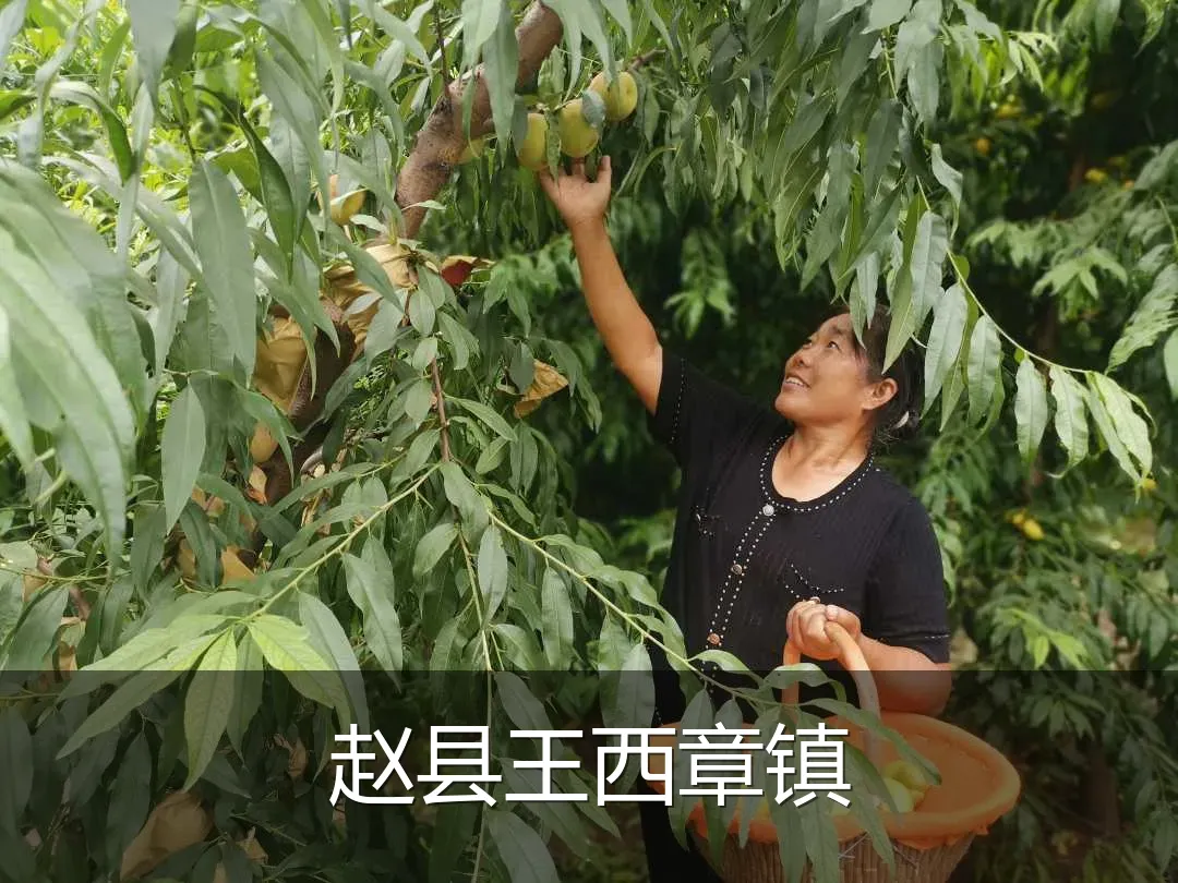 赵县王西章镇