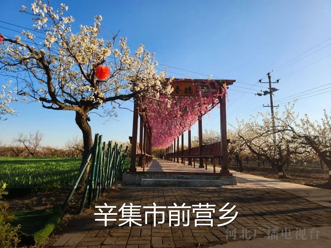 辛集市前营乡