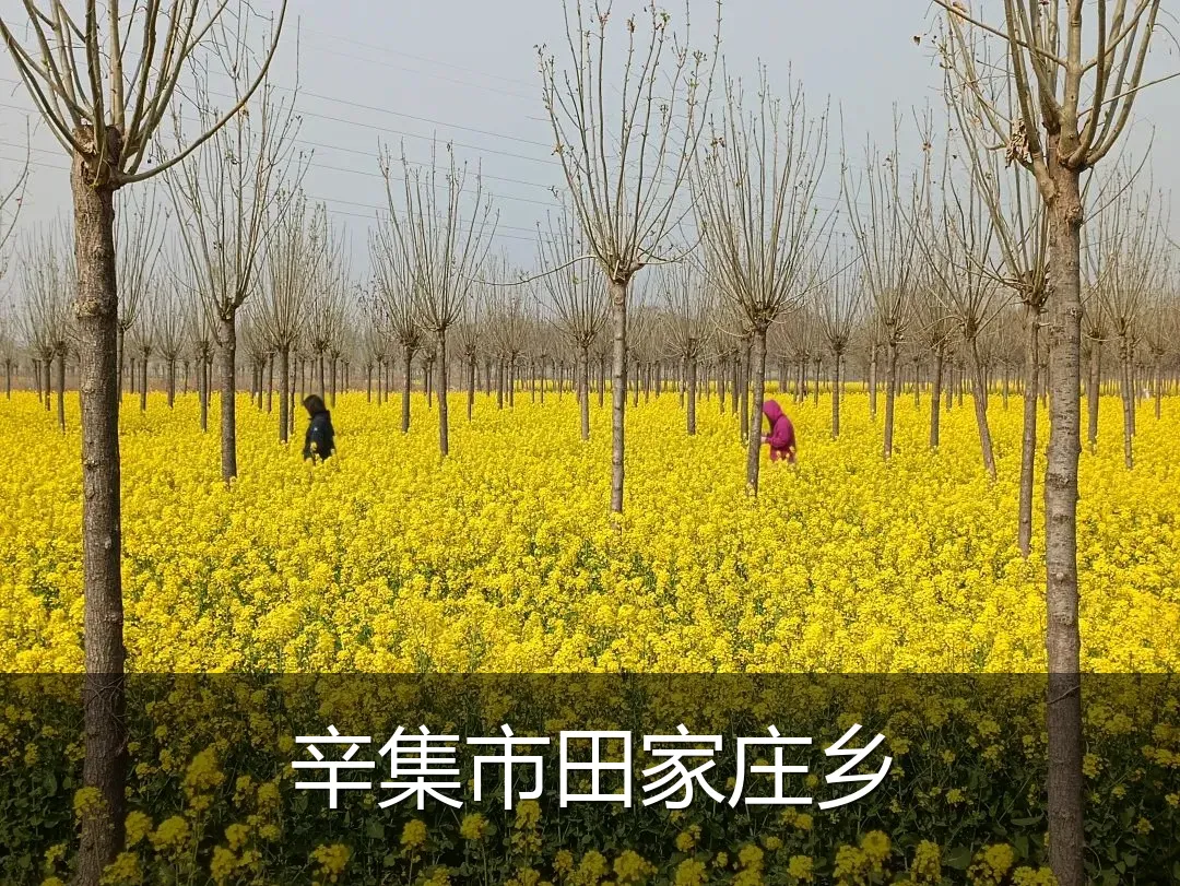辛集市田家庄乡